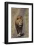 Lion Walking on Path-DLILLC-Framed Photographic Print