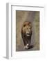 Lion Walking on Path-DLILLC-Framed Photographic Print