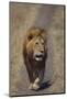 Lion Walking on Path-DLILLC-Mounted Photographic Print