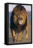 Lion Walking on Sand-DLILLC-Framed Stretched Canvas