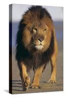 Lion Walking on Sand-DLILLC-Stretched Canvas