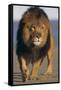 Lion Walking on Sand-DLILLC-Framed Stretched Canvas