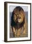 Lion Walking on Sand-DLILLC-Framed Premium Photographic Print