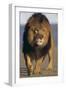 Lion Walking on Sand-DLILLC-Framed Premium Photographic Print