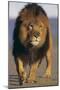 Lion Walking on Sand-DLILLC-Mounted Premium Photographic Print