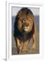 Lion Walking on Sand-DLILLC-Framed Premium Photographic Print