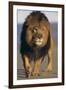 Lion Walking on Sand-DLILLC-Framed Premium Photographic Print