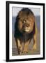 Lion Walking on Sand-DLILLC-Framed Premium Photographic Print