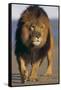 Lion Walking on Sand-DLILLC-Framed Stretched Canvas