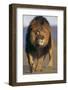 Lion Walking on Sand-DLILLC-Framed Photographic Print