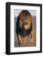 Lion Walking on Sand-DLILLC-Framed Photographic Print