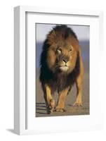 Lion Walking on Sand-DLILLC-Framed Photographic Print