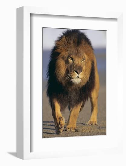 Lion Walking on Sand-DLILLC-Framed Photographic Print