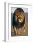 Lion Walking on Sand-DLILLC-Framed Photographic Print