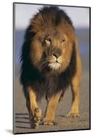 Lion Walking on Sand-DLILLC-Mounted Photographic Print