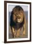 Lion Walking on Sand-DLILLC-Framed Photographic Print