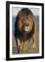 Lion Walking on Sand-DLILLC-Framed Photographic Print