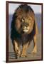 Lion Walking on Sand-DLILLC-Framed Photographic Print