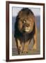 Lion Walking on Sand-DLILLC-Framed Photographic Print