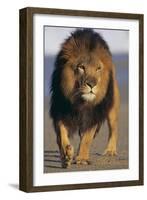Lion Walking on Sand-DLILLC-Framed Photographic Print