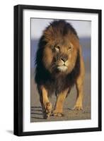 Lion Walking on Sand-DLILLC-Framed Photographic Print