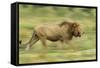 Lion Walking on Savanna-null-Framed Stretched Canvas