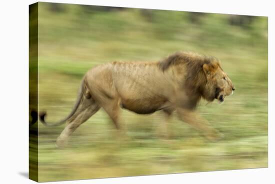 Lion Walking on Savanna-null-Stretched Canvas