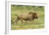 Lion Walking on Savanna-null-Framed Photographic Print