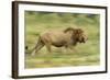 Lion Walking on Savanna-null-Framed Photographic Print