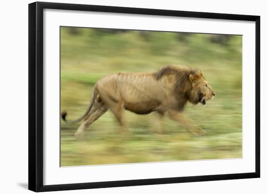 Lion Walking on Savanna-null-Framed Photographic Print