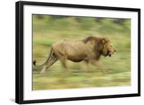 Lion Walking on Savanna-null-Framed Photographic Print