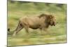 Lion Walking on Savanna-null-Mounted Photographic Print