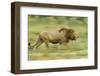 Lion Walking on Savanna-null-Framed Photographic Print