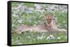 Lion Walking on the Rainy Plains of Etosha-Micha Klootwijk-Framed Stretched Canvas