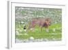 Lion Walking on the Rainy Plains of Etosha-Micha Klootwijk-Framed Photographic Print