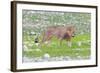 Lion Walking on the Rainy Plains of Etosha-Micha Klootwijk-Framed Photographic Print