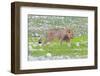 Lion Walking on the Rainy Plains of Etosha-Micha Klootwijk-Framed Photographic Print