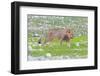 Lion Walking on the Rainy Plains of Etosha-Micha Klootwijk-Framed Photographic Print