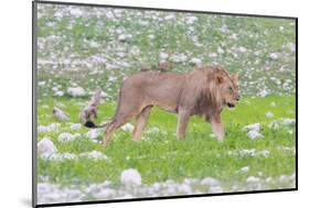 Lion Walking on the Rainy Plains of Etosha-Micha Klootwijk-Mounted Photographic Print