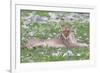 Lion Walking on the Rainy Plains of Etosha-Micha Klootwijk-Framed Photographic Print