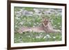 Lion Walking on the Rainy Plains of Etosha-Micha Klootwijk-Framed Photographic Print