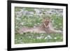 Lion Walking on the Rainy Plains of Etosha-Micha Klootwijk-Framed Photographic Print