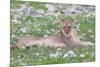 Lion Walking on the Rainy Plains of Etosha-Micha Klootwijk-Mounted Photographic Print