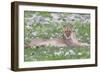 Lion Walking on the Rainy Plains of Etosha-Micha Klootwijk-Framed Photographic Print