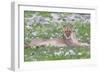 Lion Walking on the Rainy Plains of Etosha-Micha Klootwijk-Framed Photographic Print