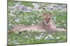 Lion Walking on the Rainy Plains of Etosha-Micha Klootwijk-Mounted Photographic Print