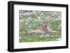 Lion Walking on the Rainy Plains of Etosha-Micha Klootwijk-Framed Photographic Print