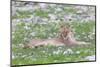 Lion Walking on the Rainy Plains of Etosha-Micha Klootwijk-Mounted Photographic Print