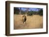 Lion Walking Through Grass-Paul Souders-Framed Photographic Print