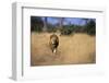 Lion Walking Through Grass-Paul Souders-Framed Photographic Print